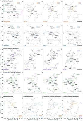 Graphs of protein-water hydrogen bond networks to dissect structural movies of ion-transfer microbial rhodopsins